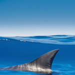 Is Surfshark A Good VPN